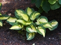 Hosta Reversed Funkia